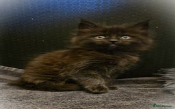 Maine Coon cats for sale: GCCF Maine Coon kittens  - Advert 30