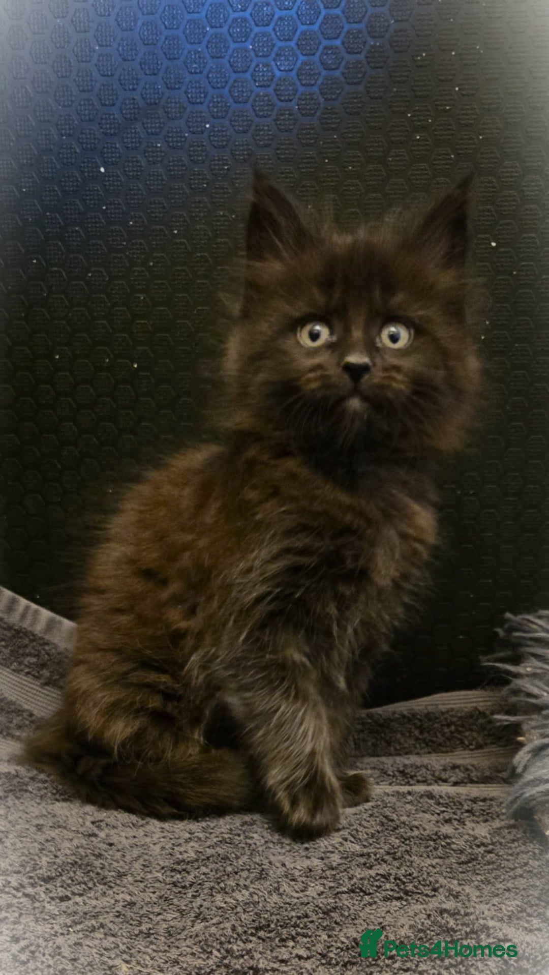 Maine Coon cats for sale: GCCF Maine Coon kittens  - Advert 30