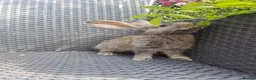 Continental Giant rabbits for sale: 10KG, Brc, show quality kits. MASSIVE  - Advert 9