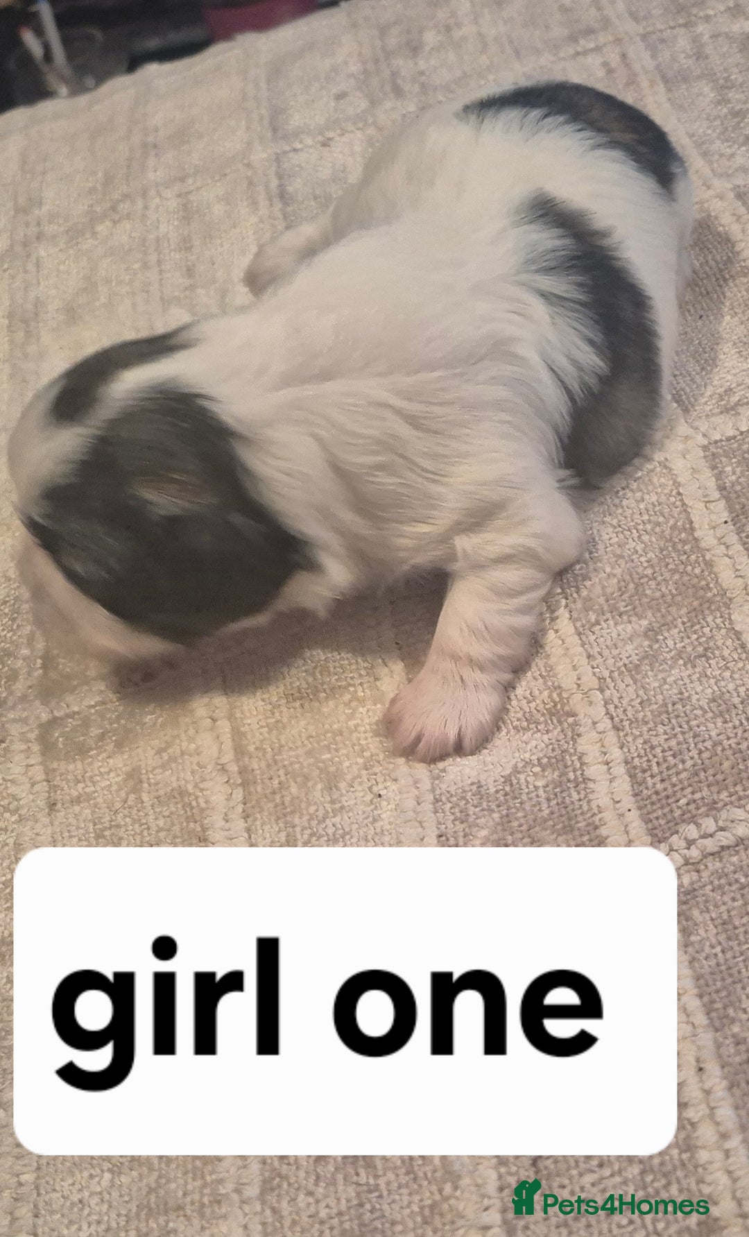 Shih Tzu dogs for sale: Shih tzu - Advert 3