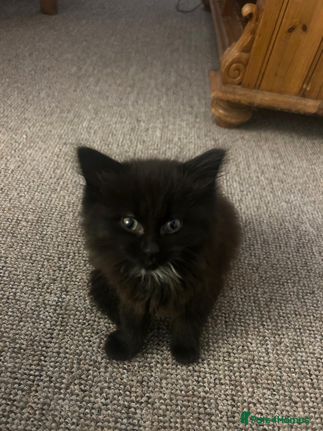 British Shorthair cats for sale: Beautiful kittens for sale - Advert 13