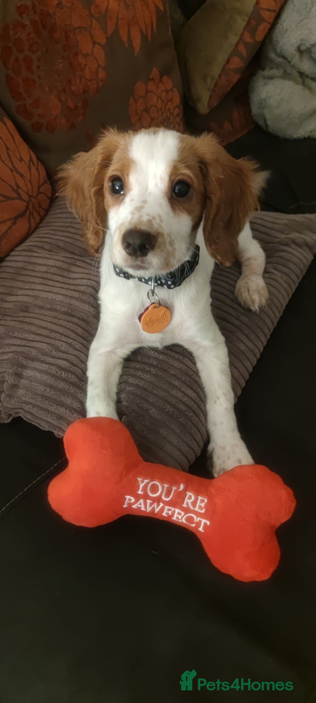 Cocker Spaniel dogs for sale: 1 year old Cocker Spaniel - Advert 4