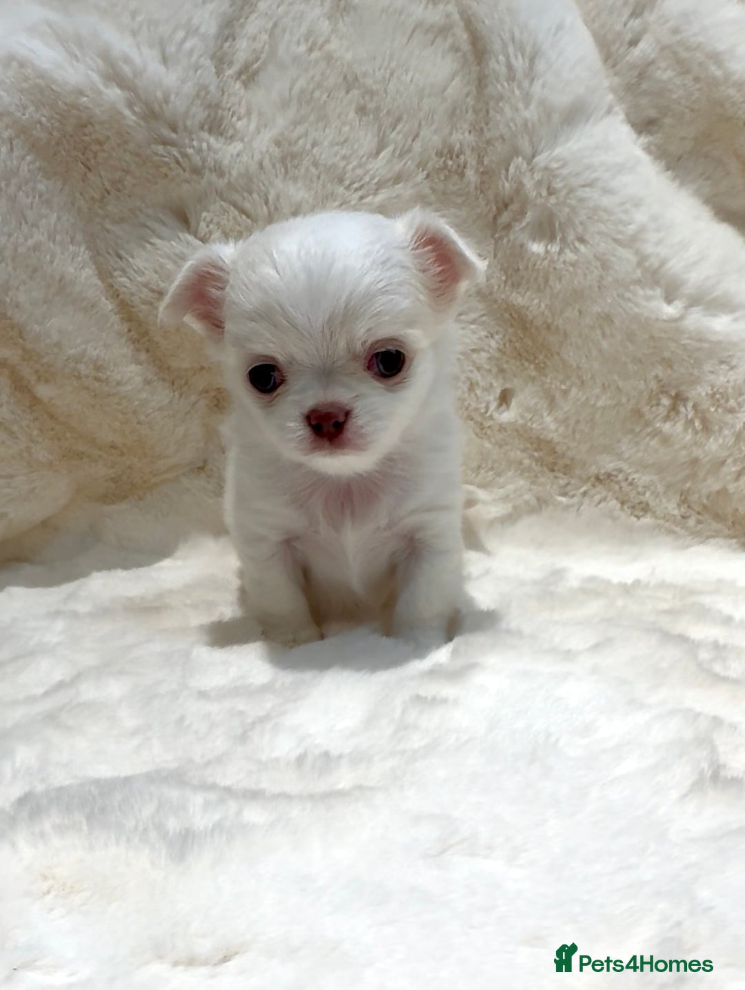 Chihuahua dogs for sale: QUALITY LONG COAT KC CHIHUAHUA PUPPIES  - Advert 33