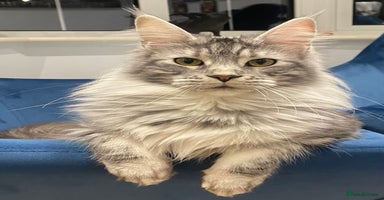 Maine Coon cats - Advert 11