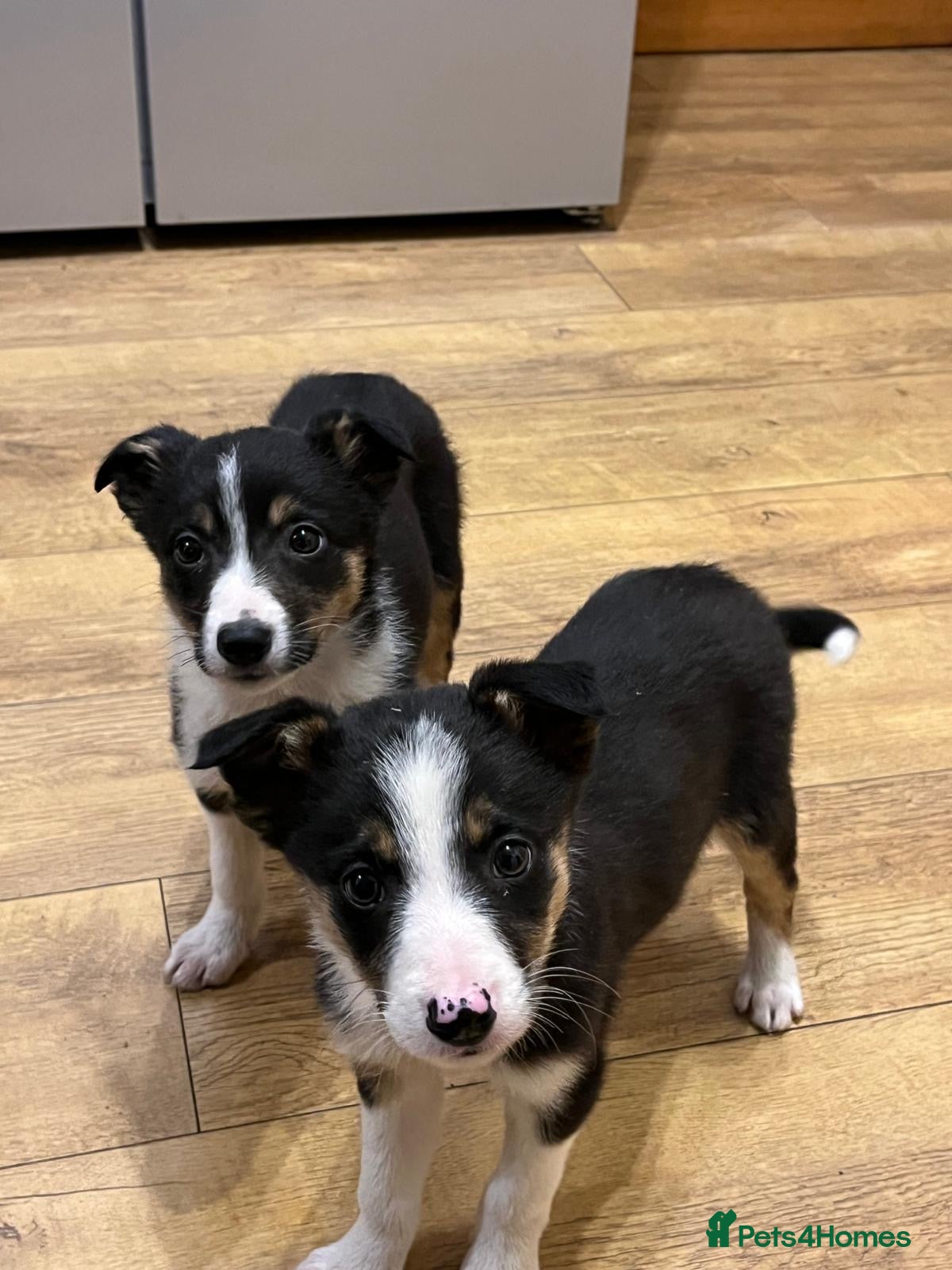 Border Collie dogs Border collie puppies - Advert 3
