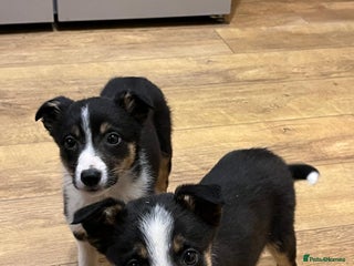 Border Collie dogs Border collie puppies - Advert 3