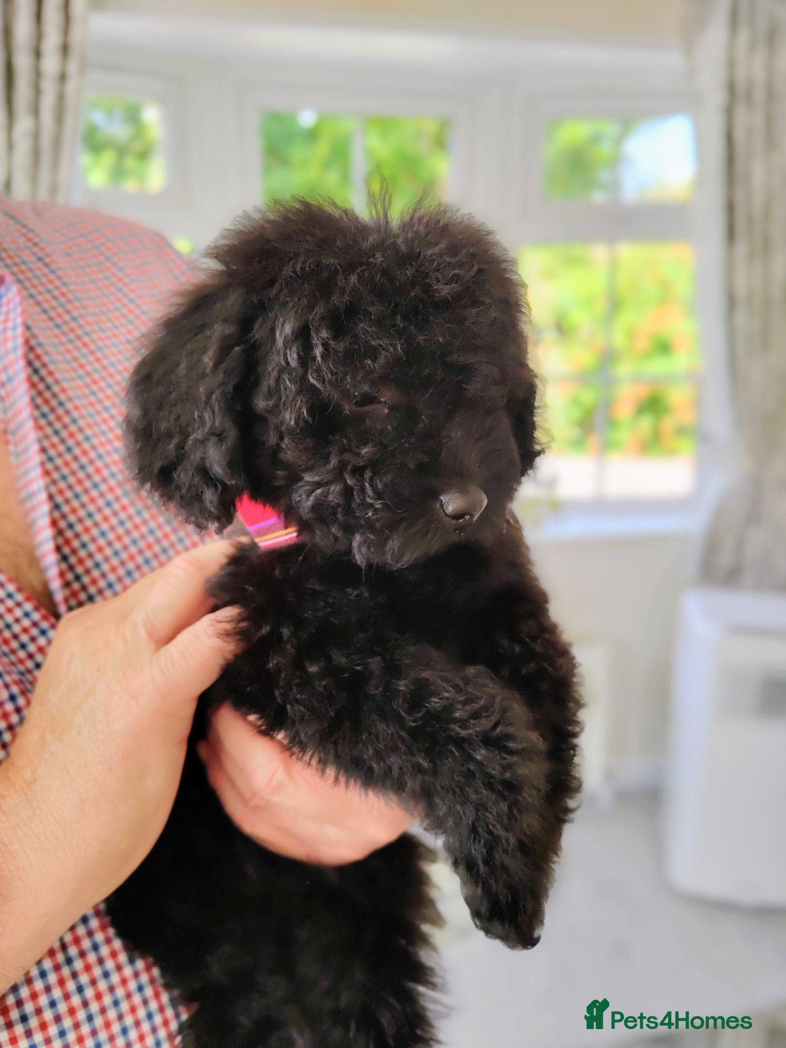 Cavapoo dogs DNA TESTED PARENTS & GRANDPARENTS TOY CAVAPOO   - Advert 1