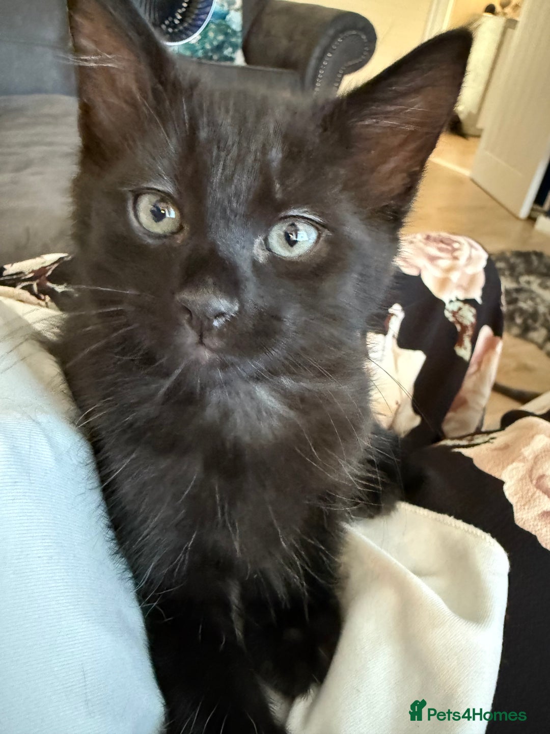 Mixed Breed cats for sale: 2 sweet black tabby boys  - Image 1