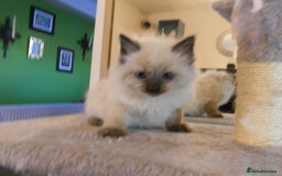 Ragdoll cats for sale: 😎 RAGDOLL KITTENS PUREBRED 100% STOKE 😍 - Image 9