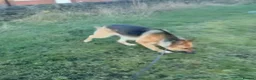 German Shepherd dogs for sale: Pure bred German Shepherd puppies in Bradford - Advert 7