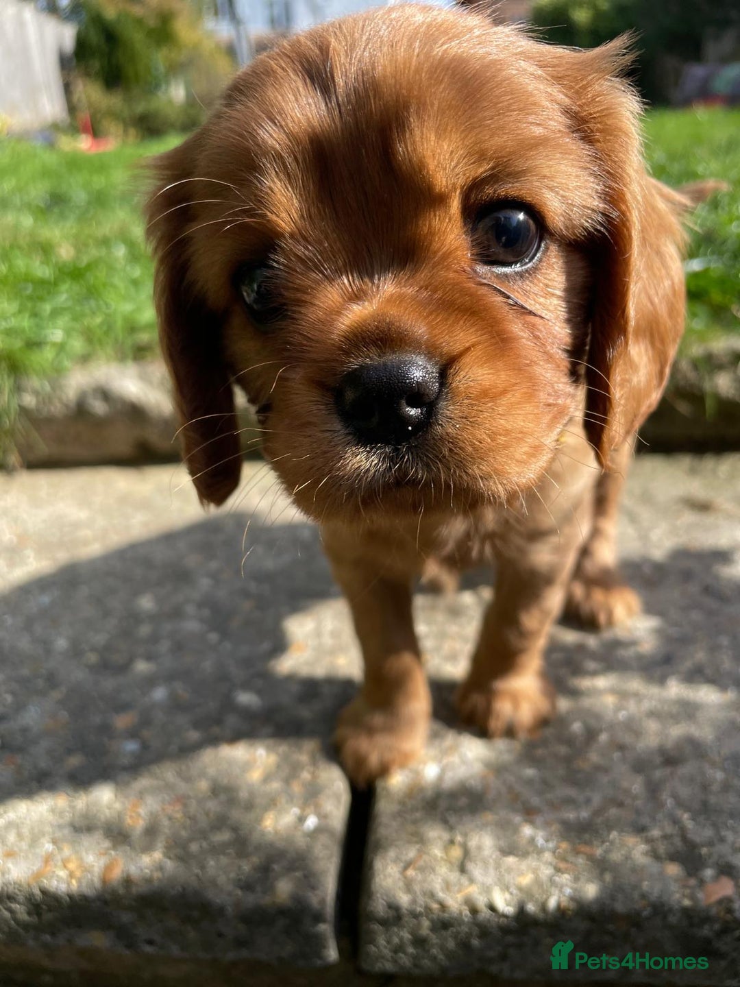 Cavalier King Charles Spaniel dogs for sale: Beautiful KC reg ruby puppies, home reared - Image 2