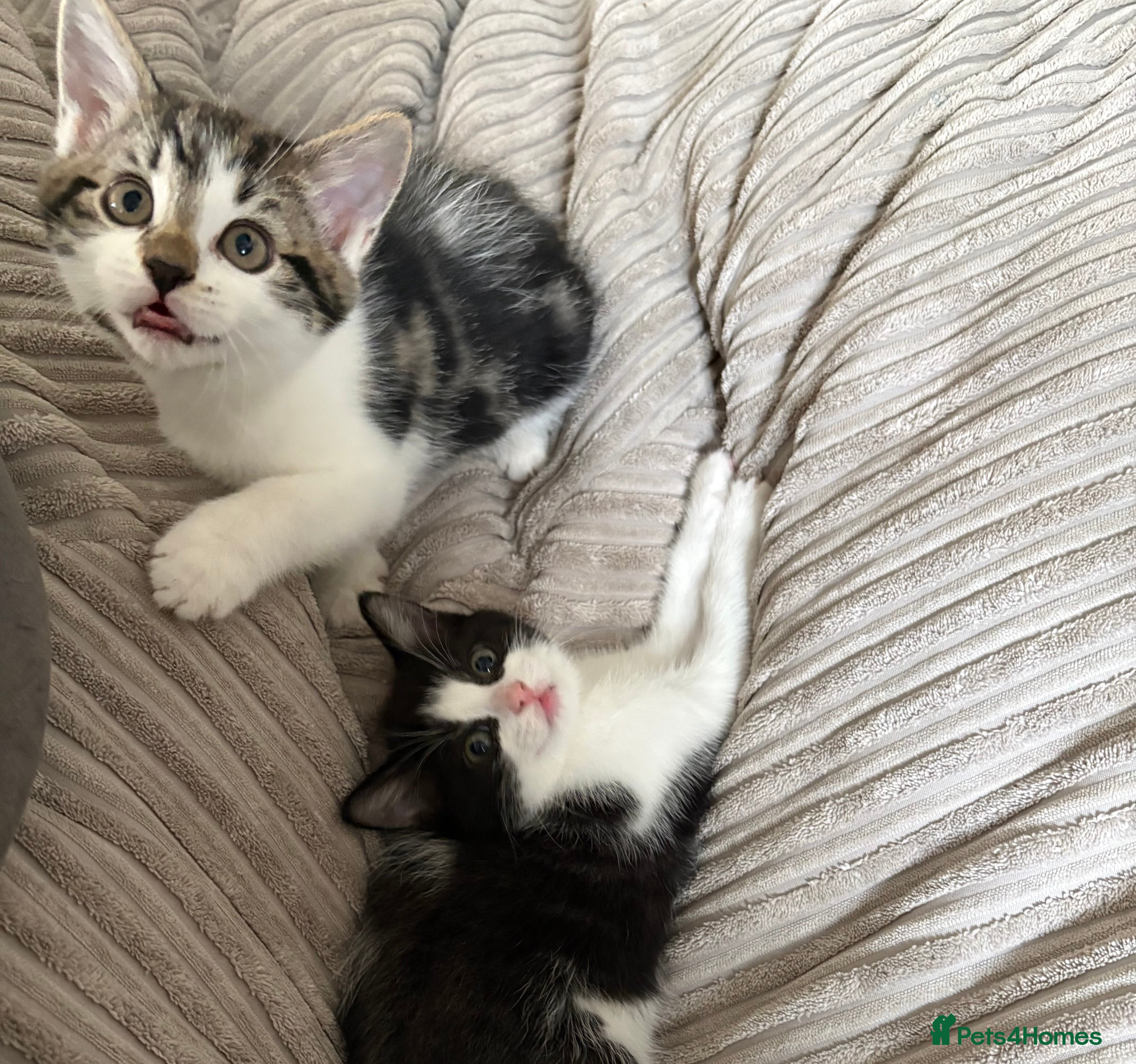 Mixed Breed cats 2 beautiful Kittens, 1 boy  1 girl - Advert 5