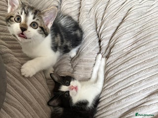 Mixed Breed cats 2 beautiful Kittens, 1 boy 1 girl - Advert 5