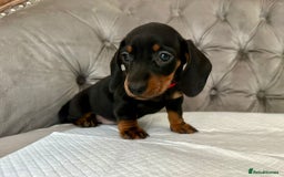 Miniature Dachshund dogs for sale: Miniature Dachshund Puppies - Image 8