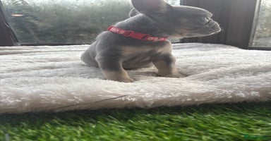 French Bulldog dogs - Advert 10
