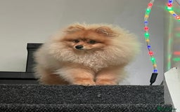 Pomeranian dogs for sale: Pomeranian  - Image 3