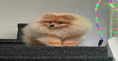 Pomeranian dogs - Advert 2