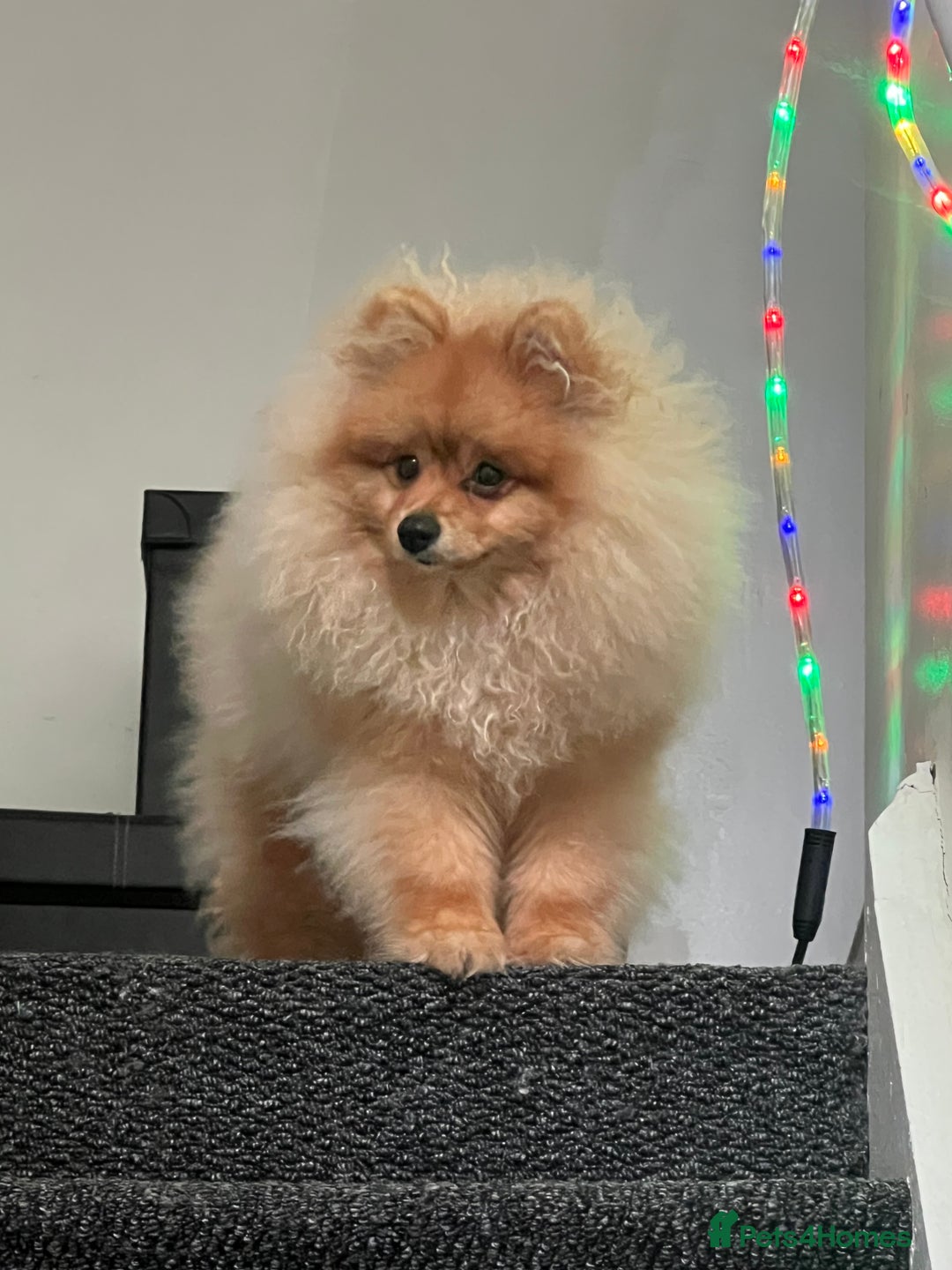 Pomeranian dogs for sale: Pomeranian  - Image 3