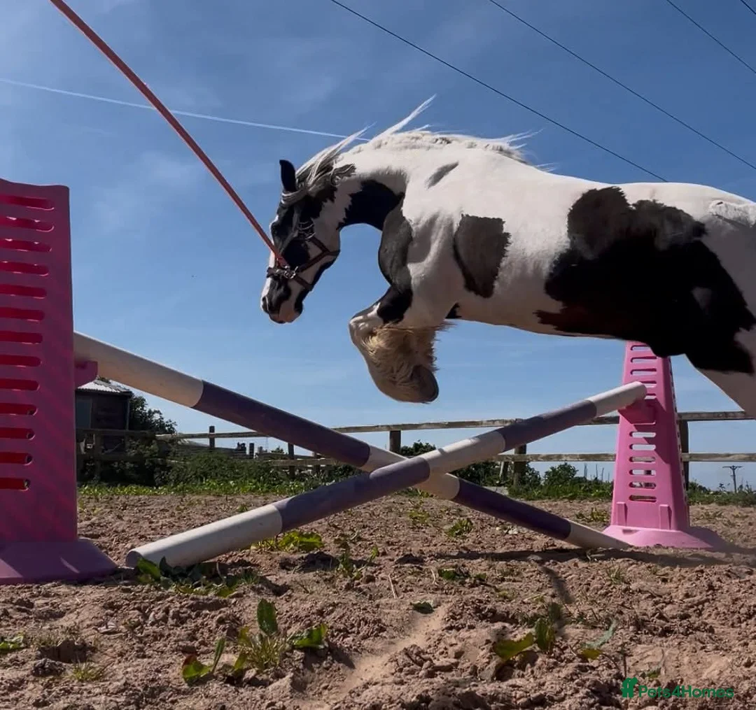 Irish Cob horses for sale: Traditional Cob - Advert 2