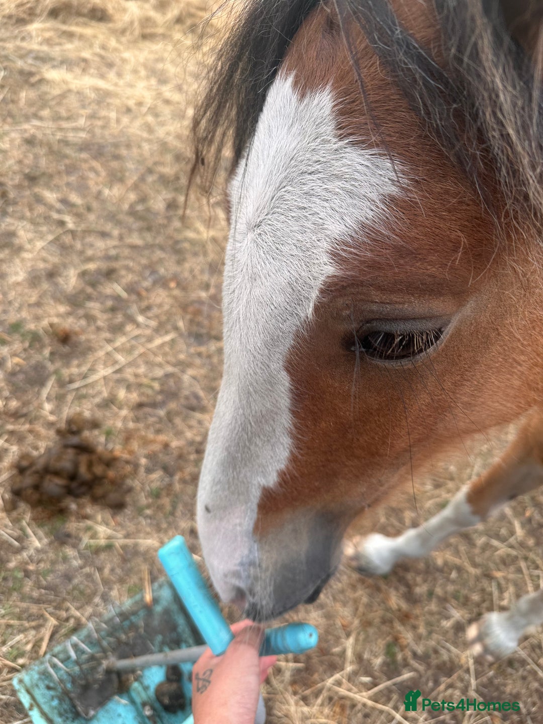 Irish Cob horses for sale: Buddy - Image 5