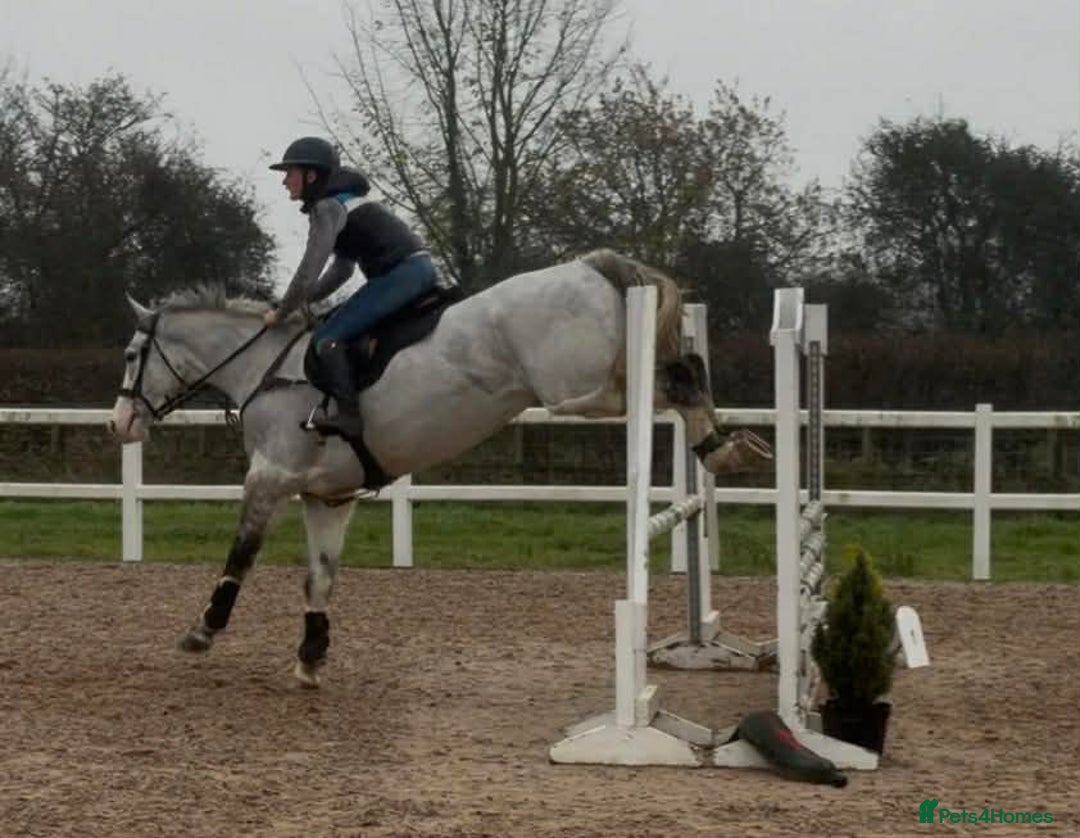 Irish Sports horses for sale: Perfect Paul Irish Gelding  - Advert 6