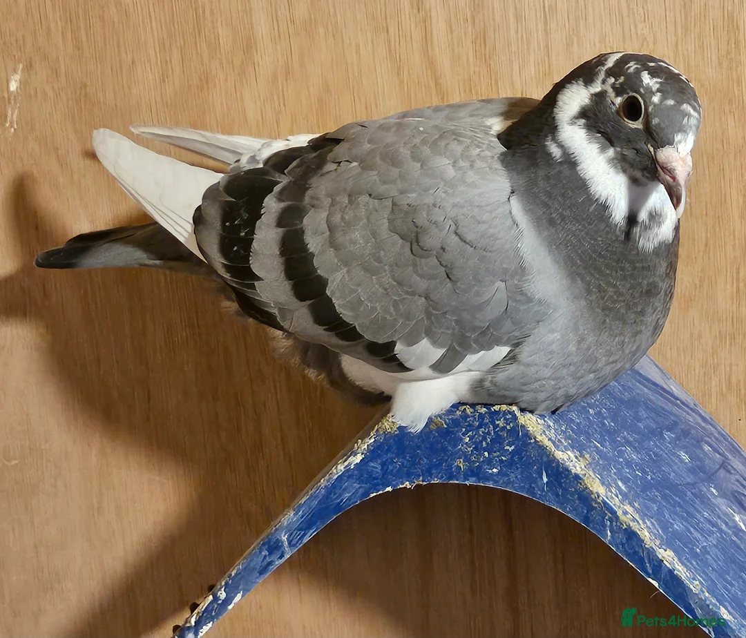 Pigeons birds for sale: Racing pigeons - Advert 3