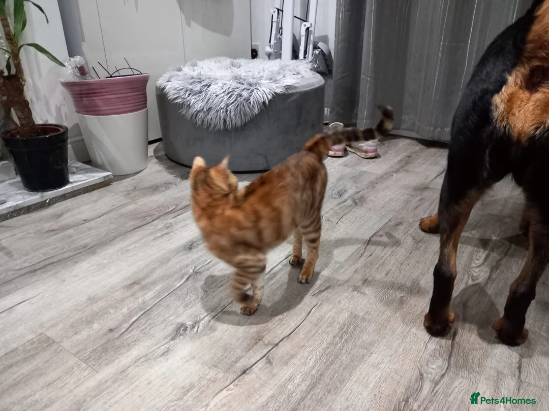 Bengal cats for sale: Bengal girl - Advert 2