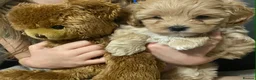 Maltipoo dogs for sale: Maltipoo Puppy  - Advert 8