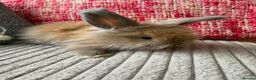 Lionhead rabbits for sale: English Full Face Angora Kits - Advert 5
