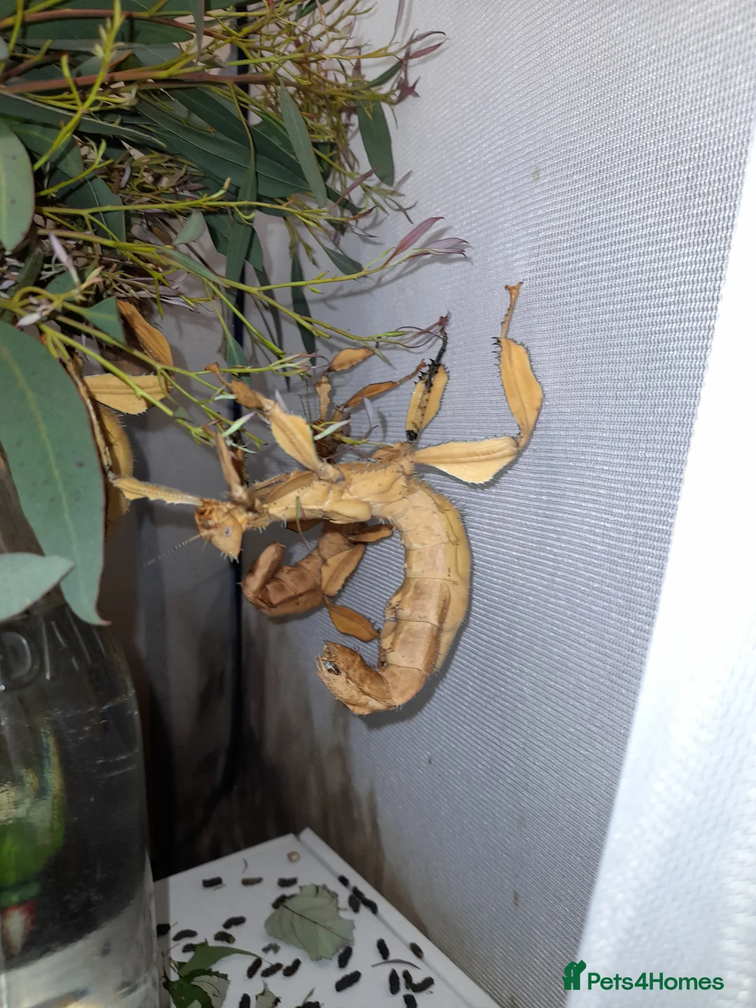 Stick Insects invertebrates for sale: Giant prickly stick insect - Advert 3