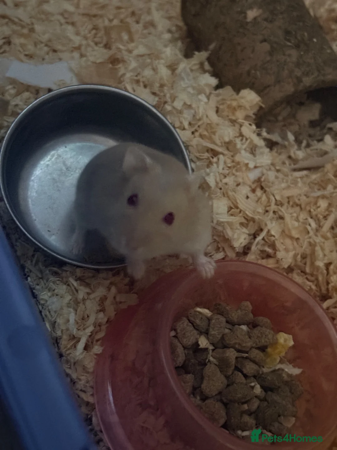Hamster rodents for sale: Female dwarf hamster  - Advert 2