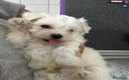 Maltese dogs for sale: Extra mini adorable pups in Bury - Image 15