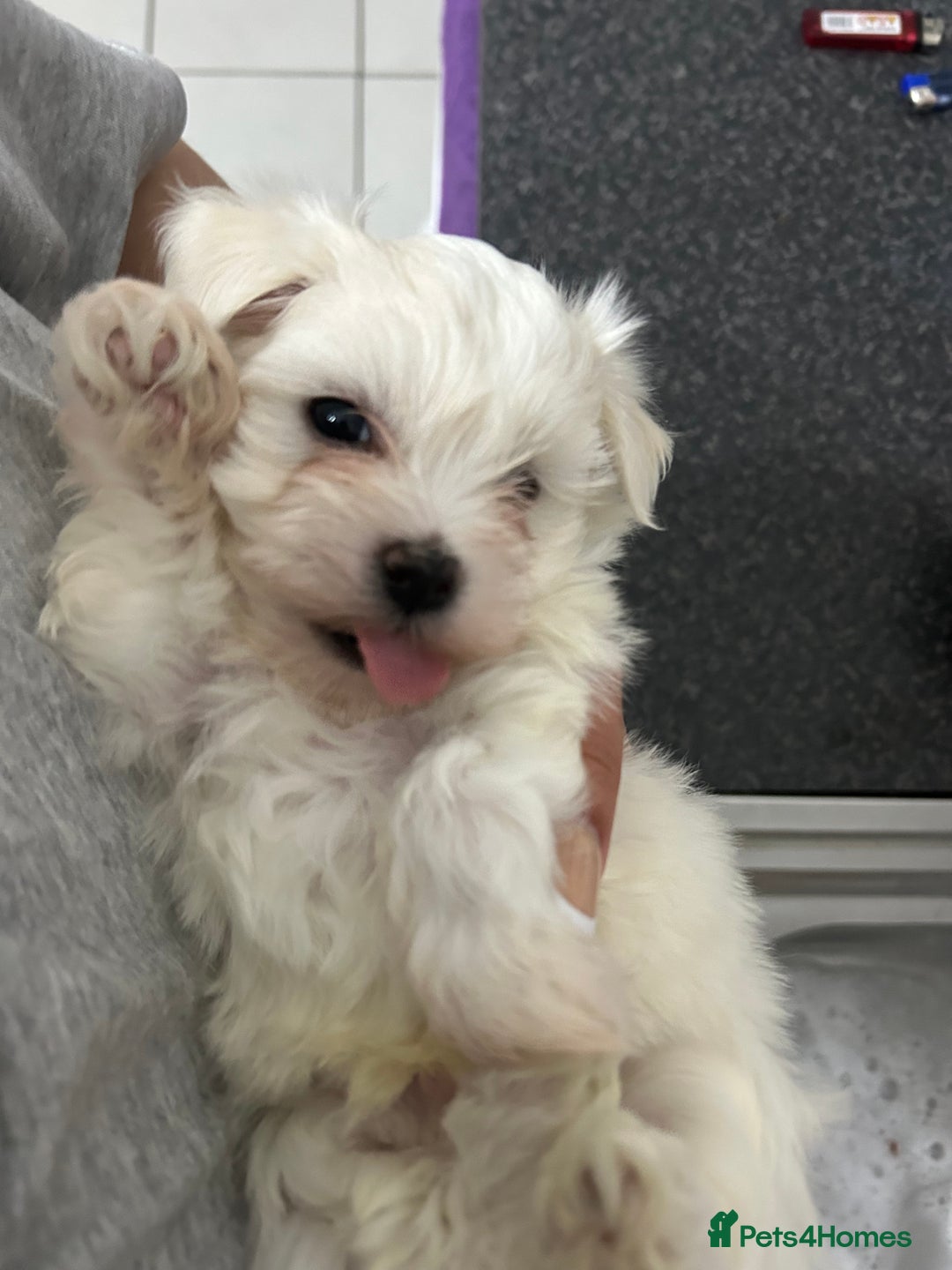 Maltese dogs for sale: Extra mini adorable pups in Bury - Image 15