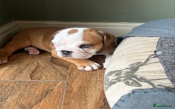English Bulldog dogs for sale: English bulldog puppies - Image 13