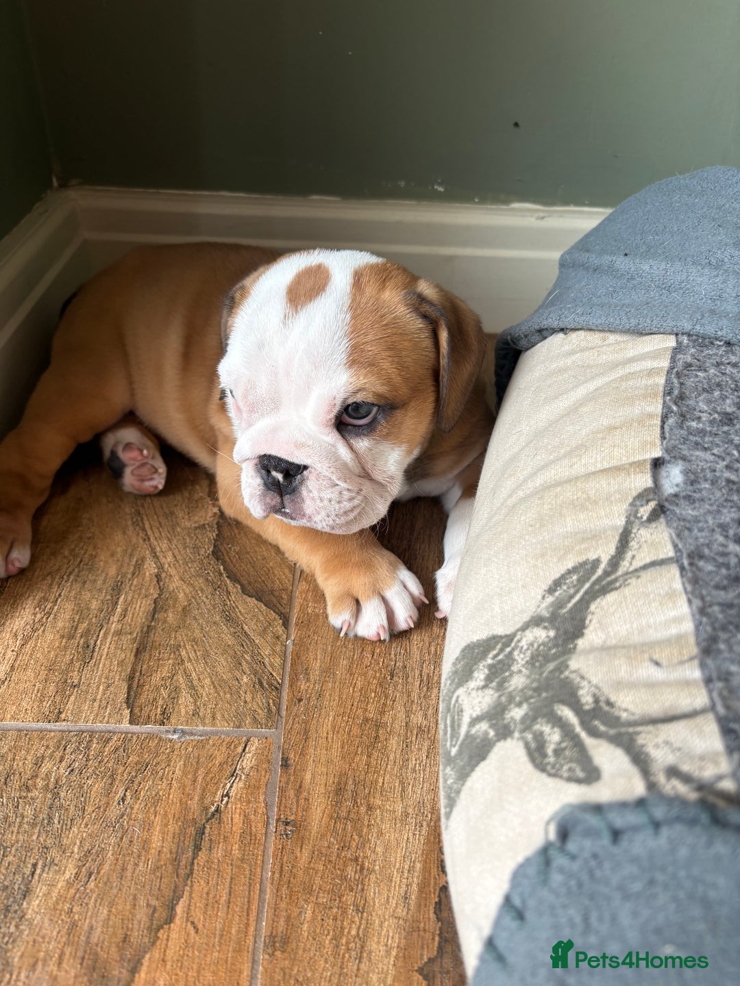 English Bulldog dogs for sale: English bulldog puppies - Image 13