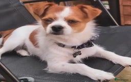 Chorkie dogs for sale: Reggie the chorkie - Image 2