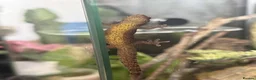 Gecko reptiles for sale: Mourning Geckos - Advert 4
