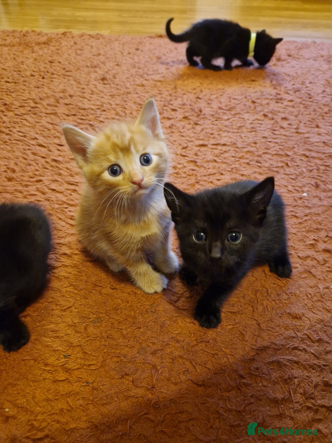 Mixed Breed cats for sale: 3 beautiful male kittens for sale  - Image 4