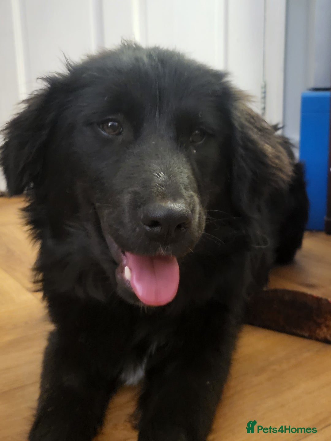 Mixed Breed dogs for adoption: SWEEP  - Advert 6