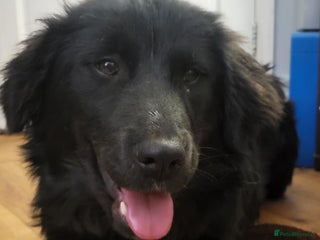 Mixed Breed dogs SWEEP - Advert 1