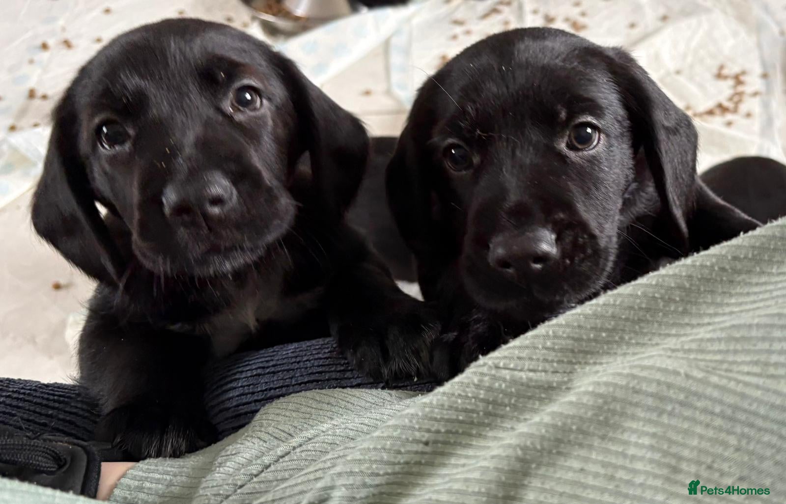 Mixed Breed dogs 9 Cocker shepherds pups for sale  - Advert 1