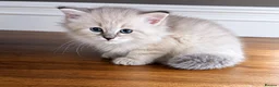 Siberian cats for sale: Beautiful Full Siberian Kittens – Hypoallergenic - Advert 1