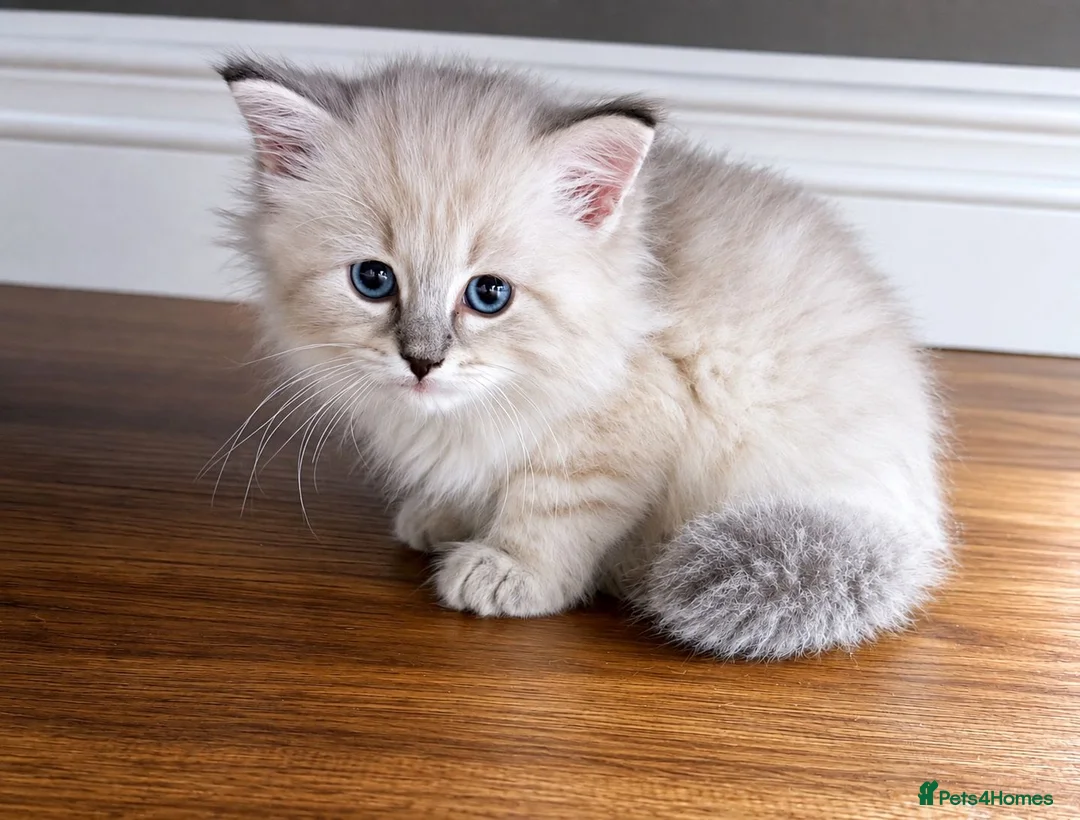 Siberian cats for sale: Beautiful Full Siberian Kittens – Hypoallergenic - Advert 1