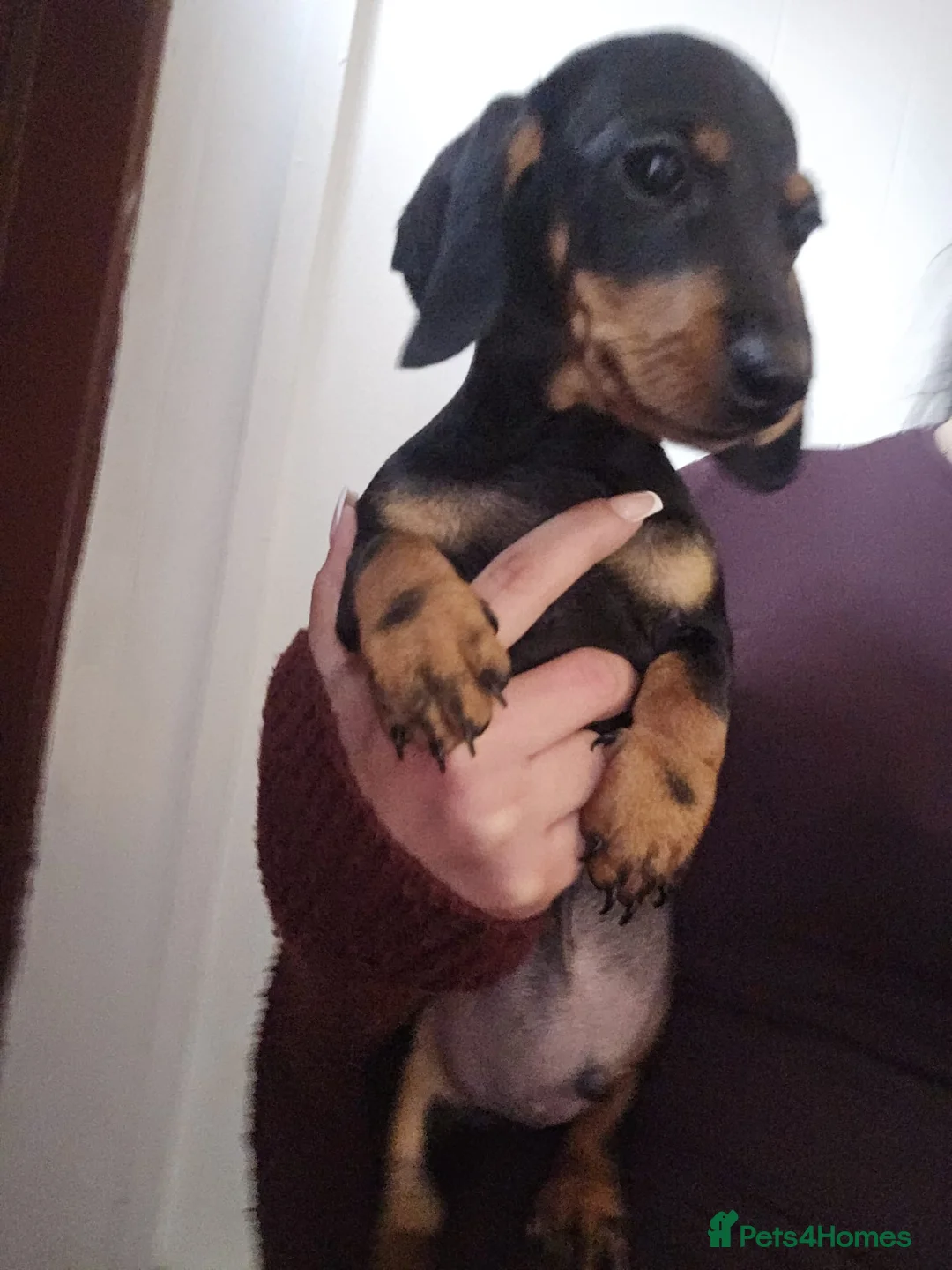 Miniature Dachshund dogs for sale: Miniature dachshund  in Bolton - Advert 2