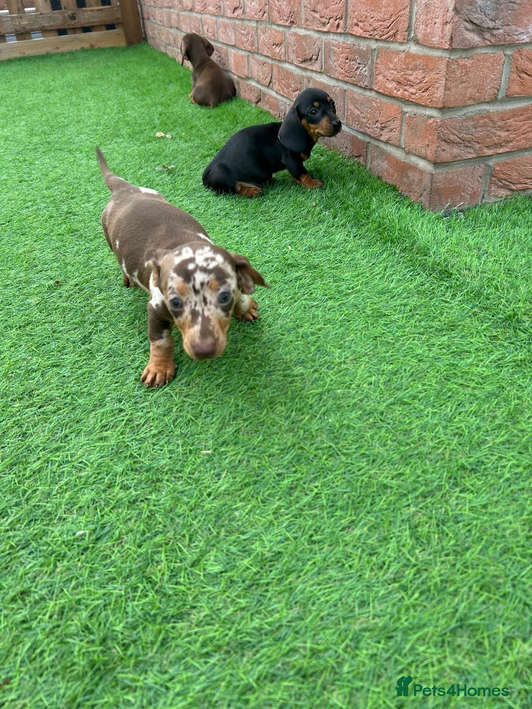 Miniature Dachshund dogs for sale: Beautiful miniature Dachshund puppies  - Image 8