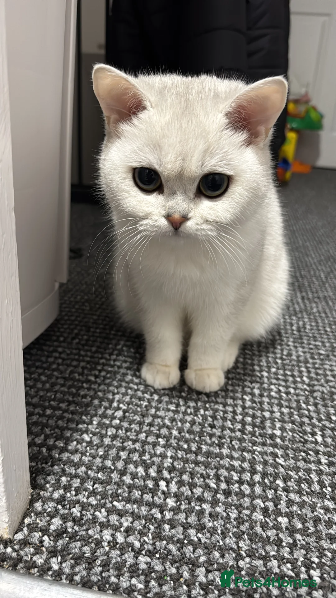 British Shorthair cats for stud: GCCF Registered British Shorthair Stud - Advert 2