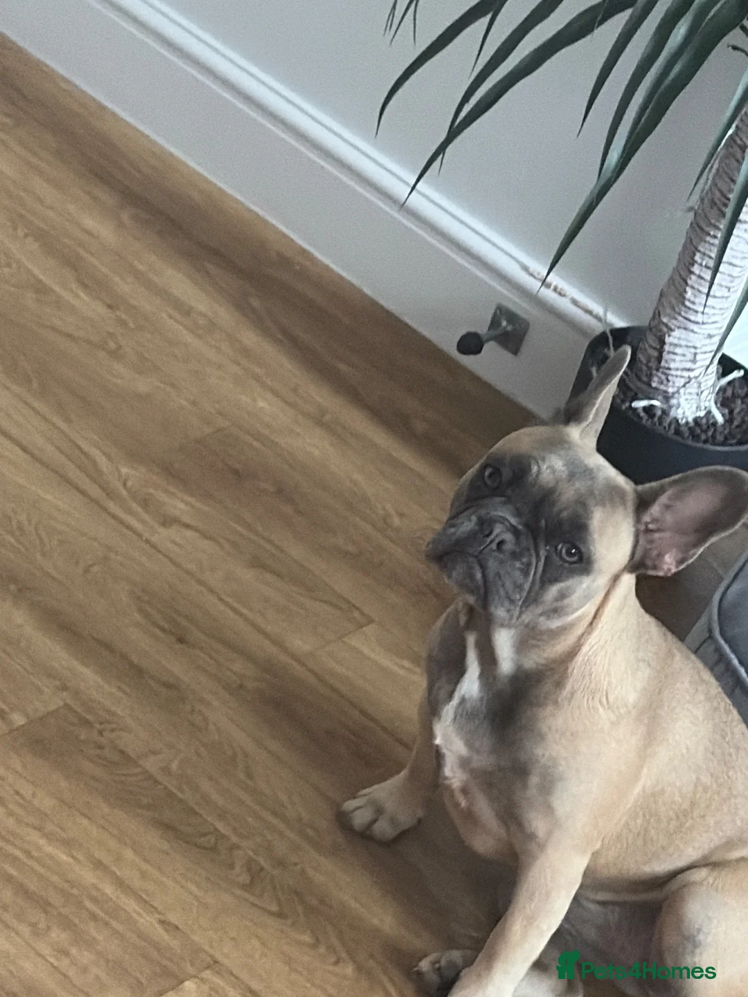 French Bulldog dogs for sale: Looking to rehome  in Scunthorpe - Advert 2