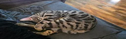 Bengal cats for sale: Gorgeous Pedigree Bengal Kittens Waitlist - Advert 11