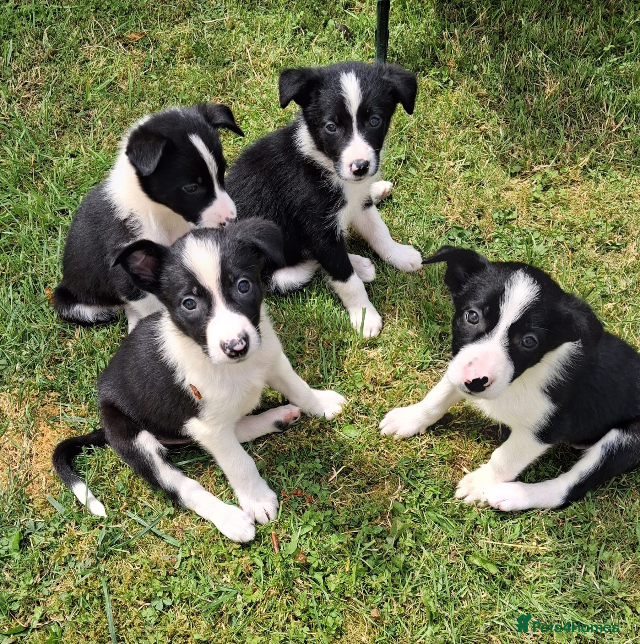 Border Collie dogs black and white border collie pups - Advert 1