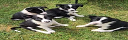 Border Collie dogs for sale: black and white border collie pups in Brecon - Advert 1